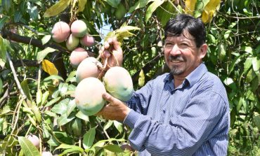 Piura: Hectáreas de uva, mango, limón y otros productos en riesgo por falta de agua