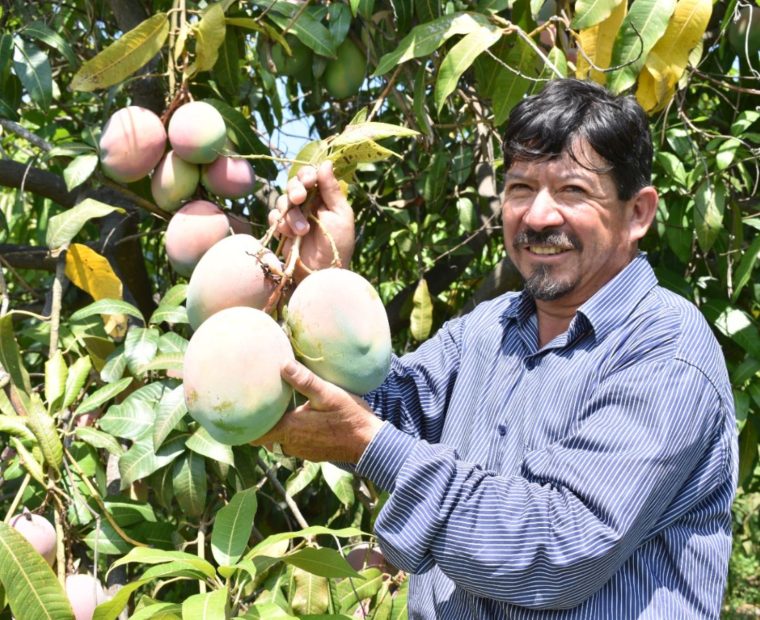 Piura: Hectáreas de uva, mango, limón y otros productos en riesgo por falta de agua