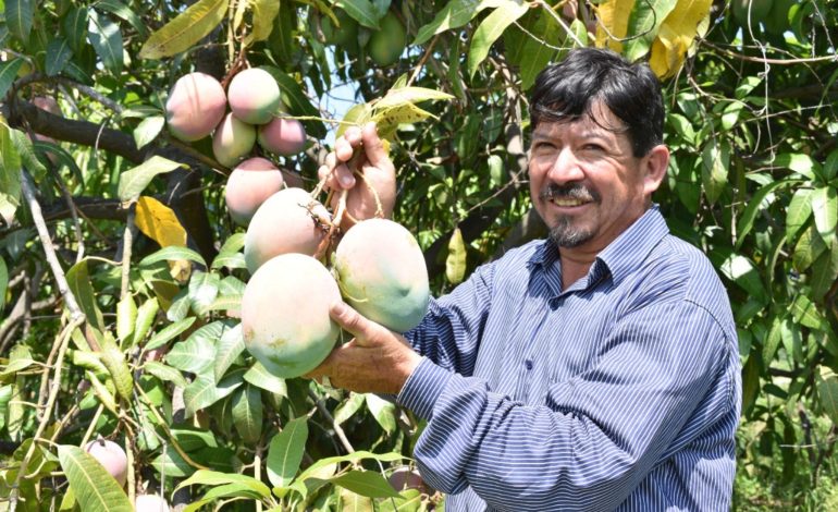 Piura: Hectáreas de uva, mango, limón y otros productos en riesgo por falta de agua