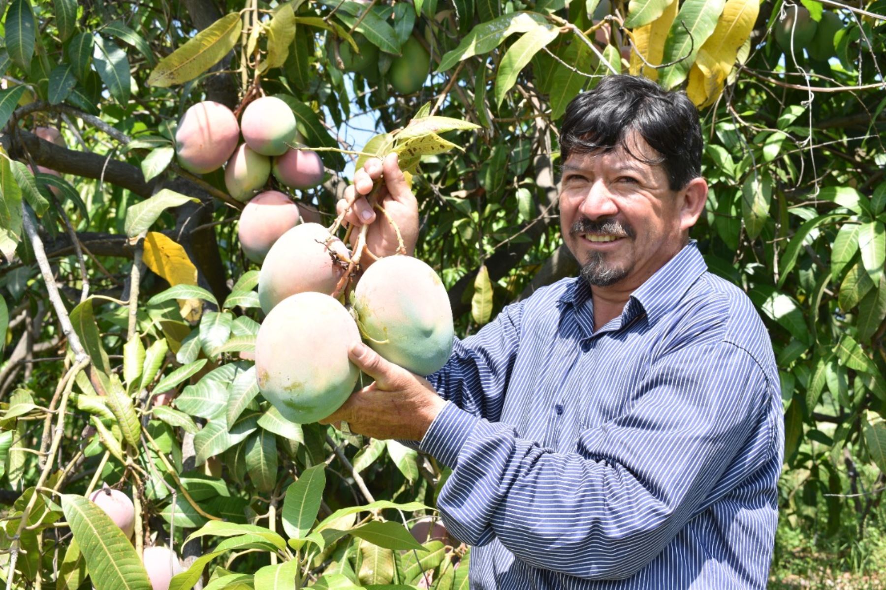 Piura: Hectáreas de uva, mango, limón y otros productos en riesgo por falta de agua