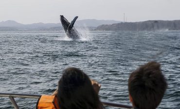 Piura: este 31 de octubre culmina la temporada de avistamiento de ballenas