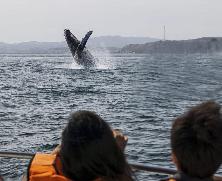 Piura: este 31 de octubre culmina la temporada de avistamiento de ballenas