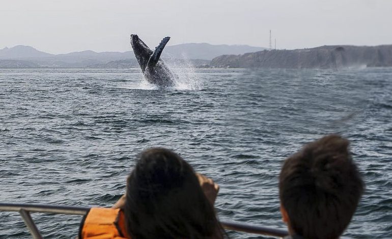 Piura: este 31 de octubre culmina la temporada de avistamiento de ballenas