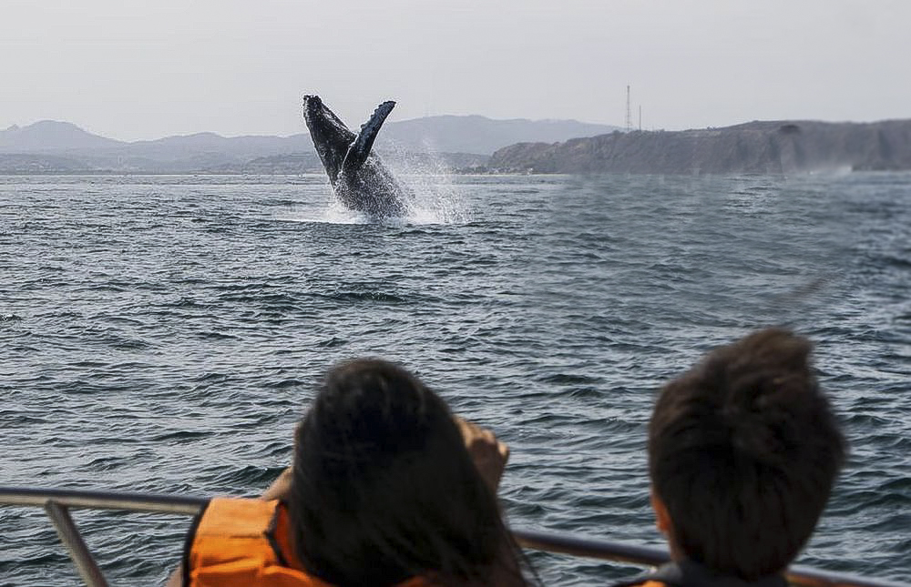 Piura: este 31 de octubre culmina la temporada de avistamiento de ballenas