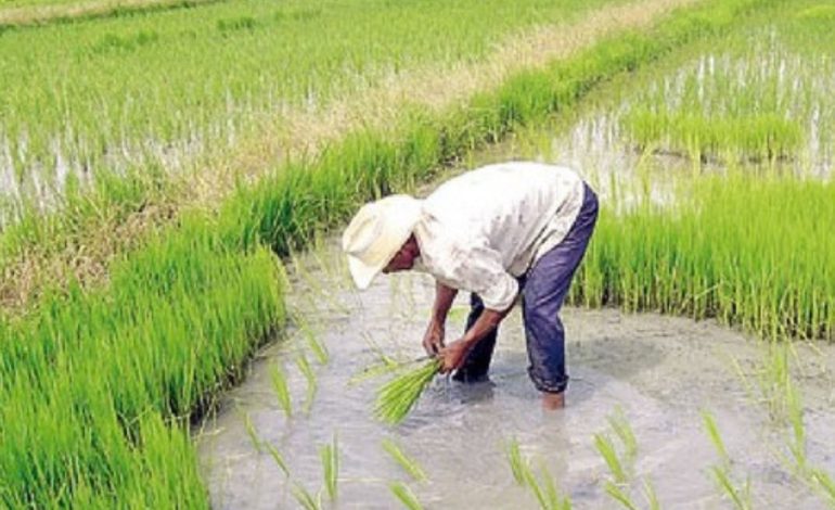 Piura: Campaña chica se ve afectada por escasez de agua en reservorio