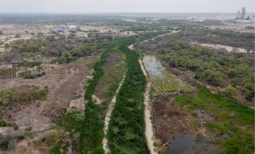 Piura: Dren Pajaritos se vuelve a llenar de maleza señala consejero regional