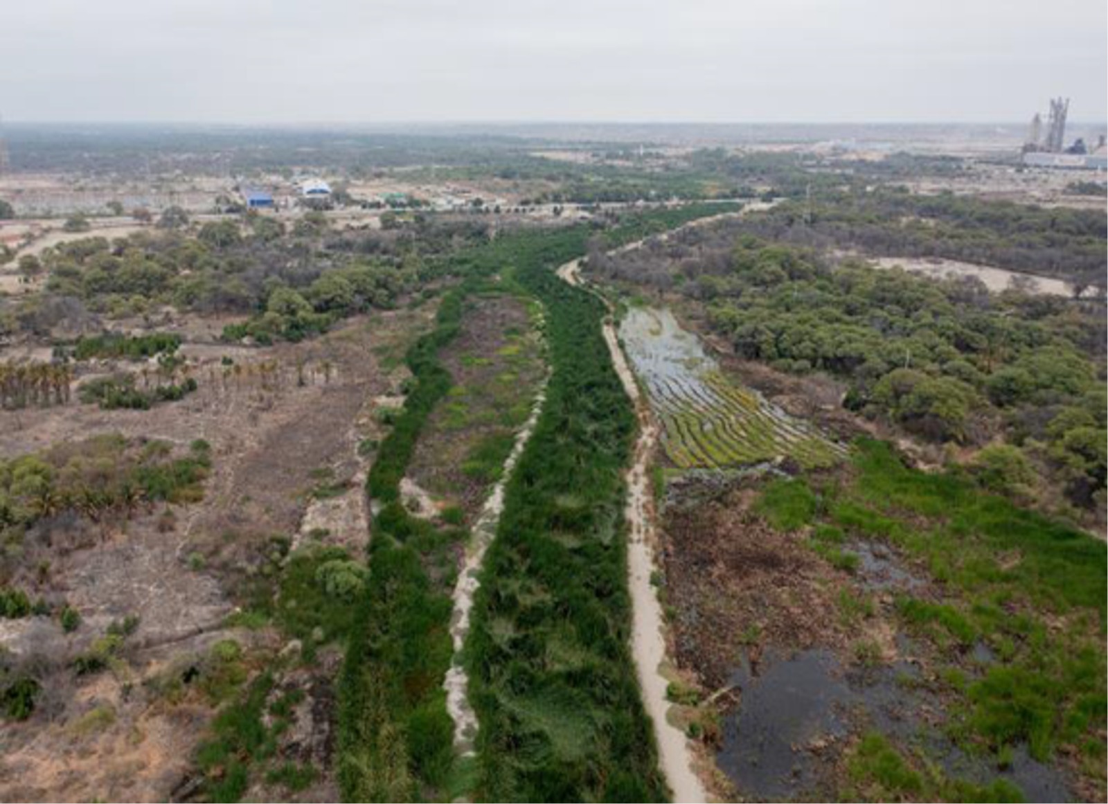 Piura: Dren Pajaritos se vuelve a llenar de maleza señala consejero regional