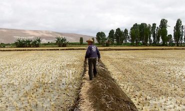 Piura: Cultivos de cuatro provincias se verán afectados por la crisis hídrica