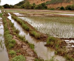 Piura: Arroceros podrían perder el 50% de sus sembríos y piden abrir Poechos