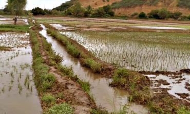 Piura: Arroceros podrían perder el 50% de sus sembríos y piden abrir Poechos