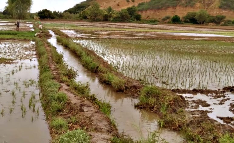 Piura: Arroceros podrían perder el 50% de sus sembríos y piden abrir Poechos