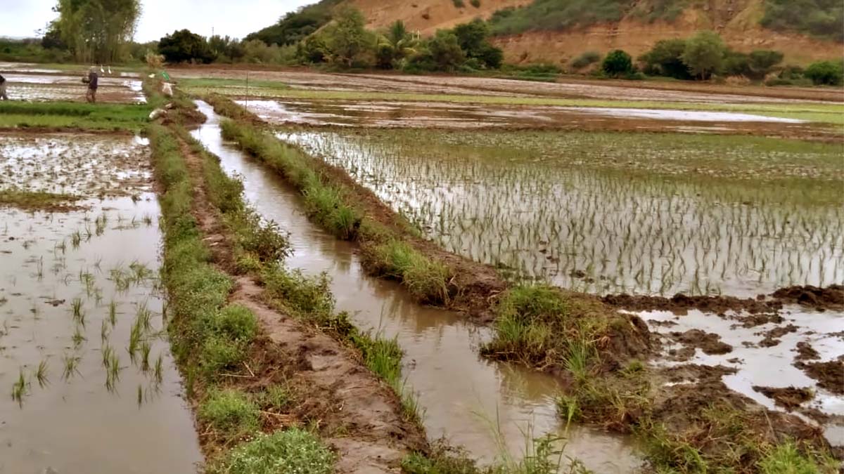 Piura: Arroceros podrían perder el 50% de sus sembríos y piden abrir Poechos