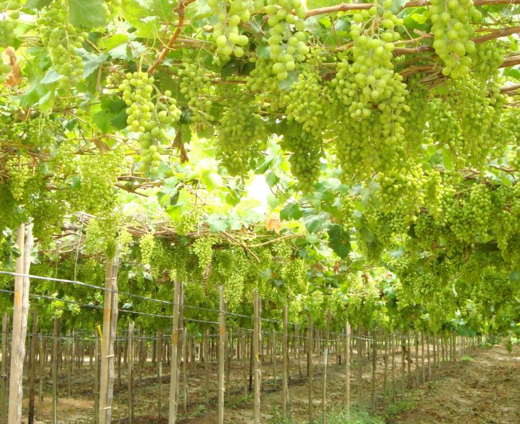 Piura: Ochenta mil hectáreas de cultivos se perderían ante la escasez de agua para riego