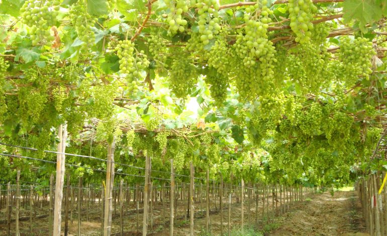 Piura: Ochenta mil hectáreas de cultivos se perderían ante la escasez de agua para riego