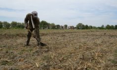 Agricultores de Sechura anuncian marcha por crisis hídrica y pérdidas económicas