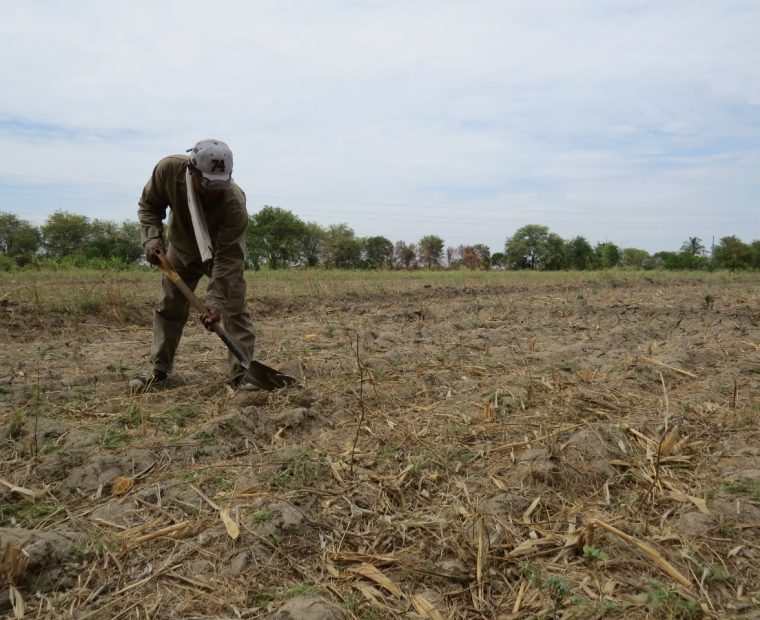 Agricultores de Sechura anuncian marcha por crisis hídrica y pérdidas económicas