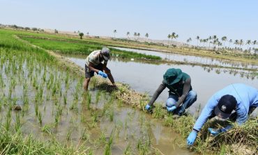 Piura: Arroz y limón podría desaparecer del mercado si continúa crisis hídrica