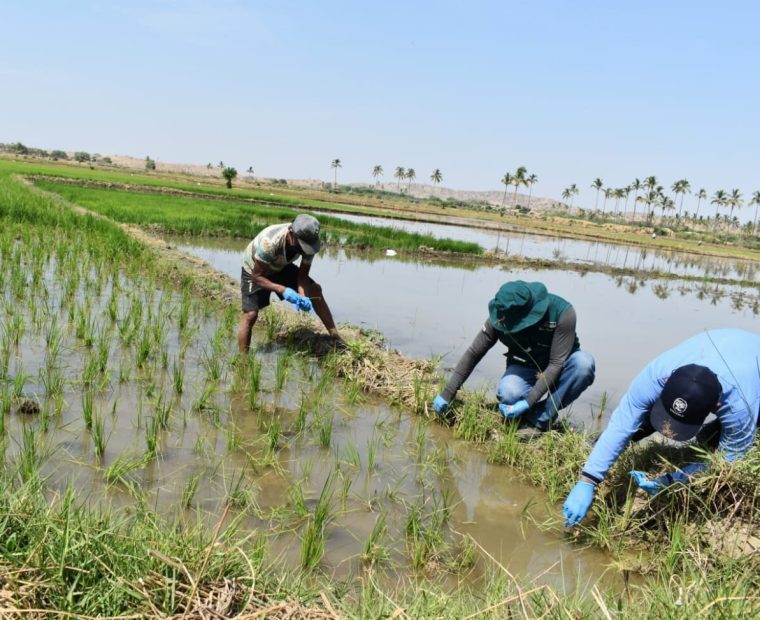 Piura: Arroz y limón podría desaparecer del mercado si continúa crisis hídrica