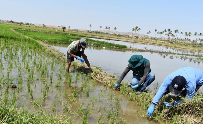 Piura: Arroz y limón podría desaparecer del mercado si continúa crisis hídrica