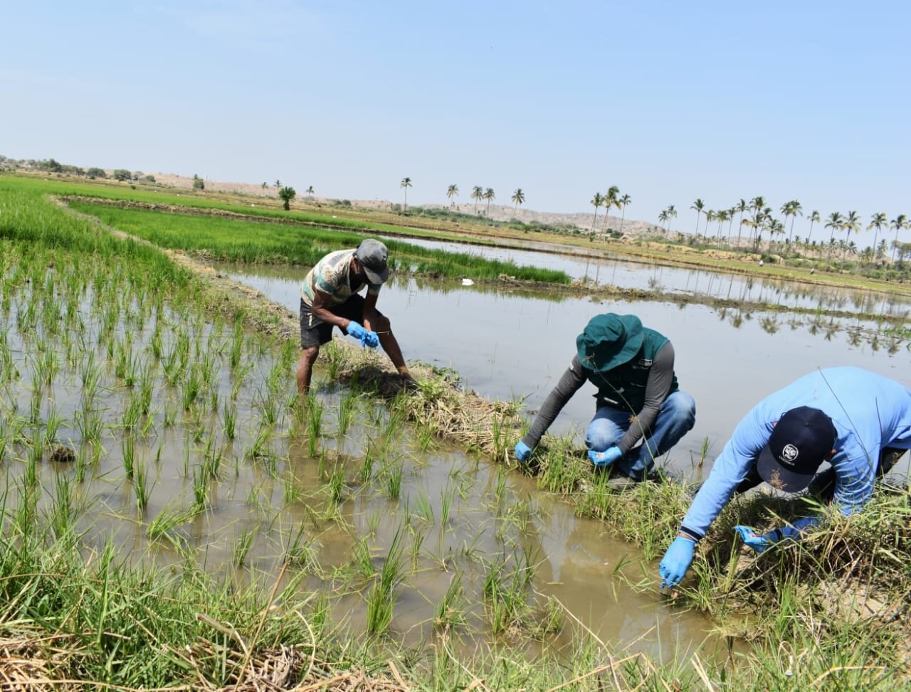 Piura: Arroz y limón podría desaparecer del mercado si continúa crisis hídrica