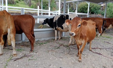 Huancabamba: introducen vacas y reproductores Holstein, Jersey y Angus para mejorar la producción lechera