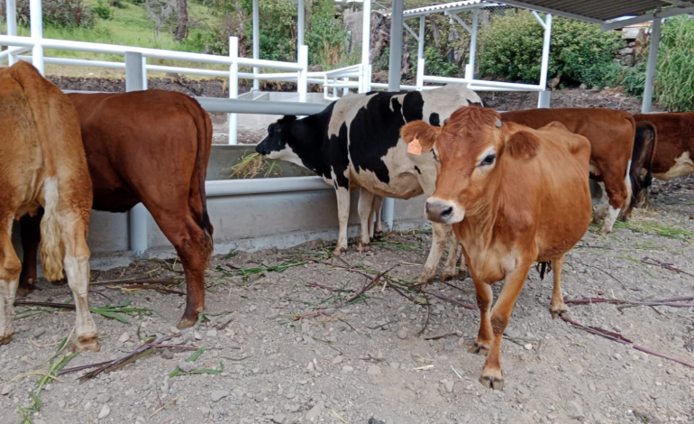 Huancabamba: introducen vacas y reproductores Holstein, Jersey y Angus para mejorar la producción lechera