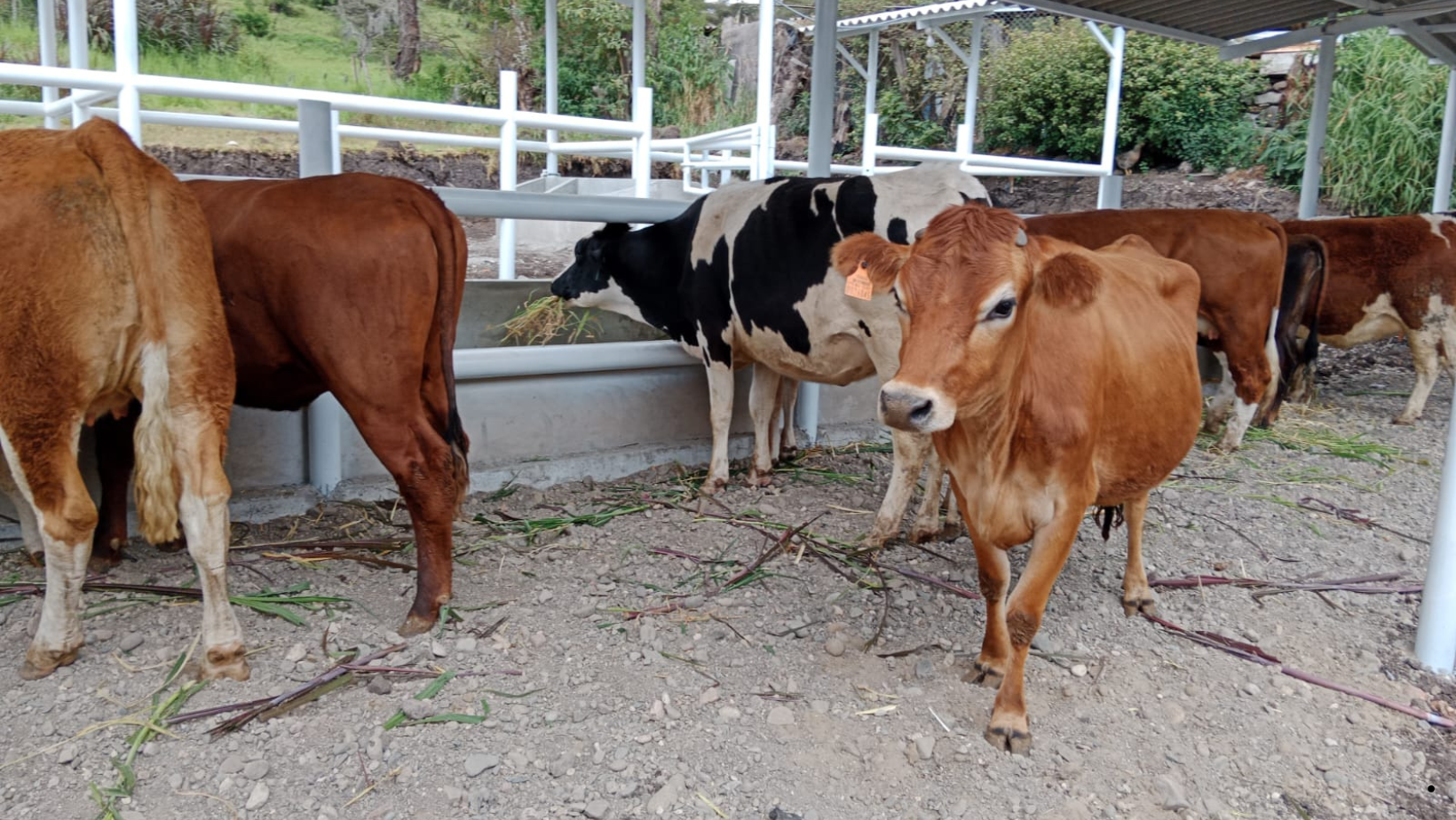 Huancabamba: introducen vacas y reproductores Holstein, Jersey y Angus para mejorar la producción lechera