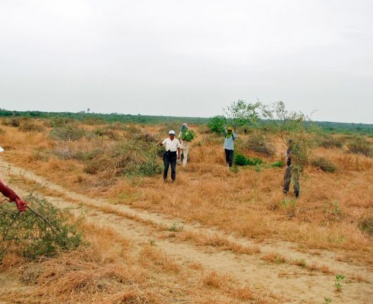 Sequía en Piura genera pérdidas por S/ 82 millones