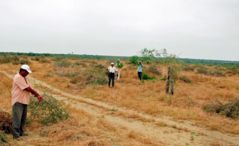 Sequía en Piura genera pérdidas por S/ 82 millones