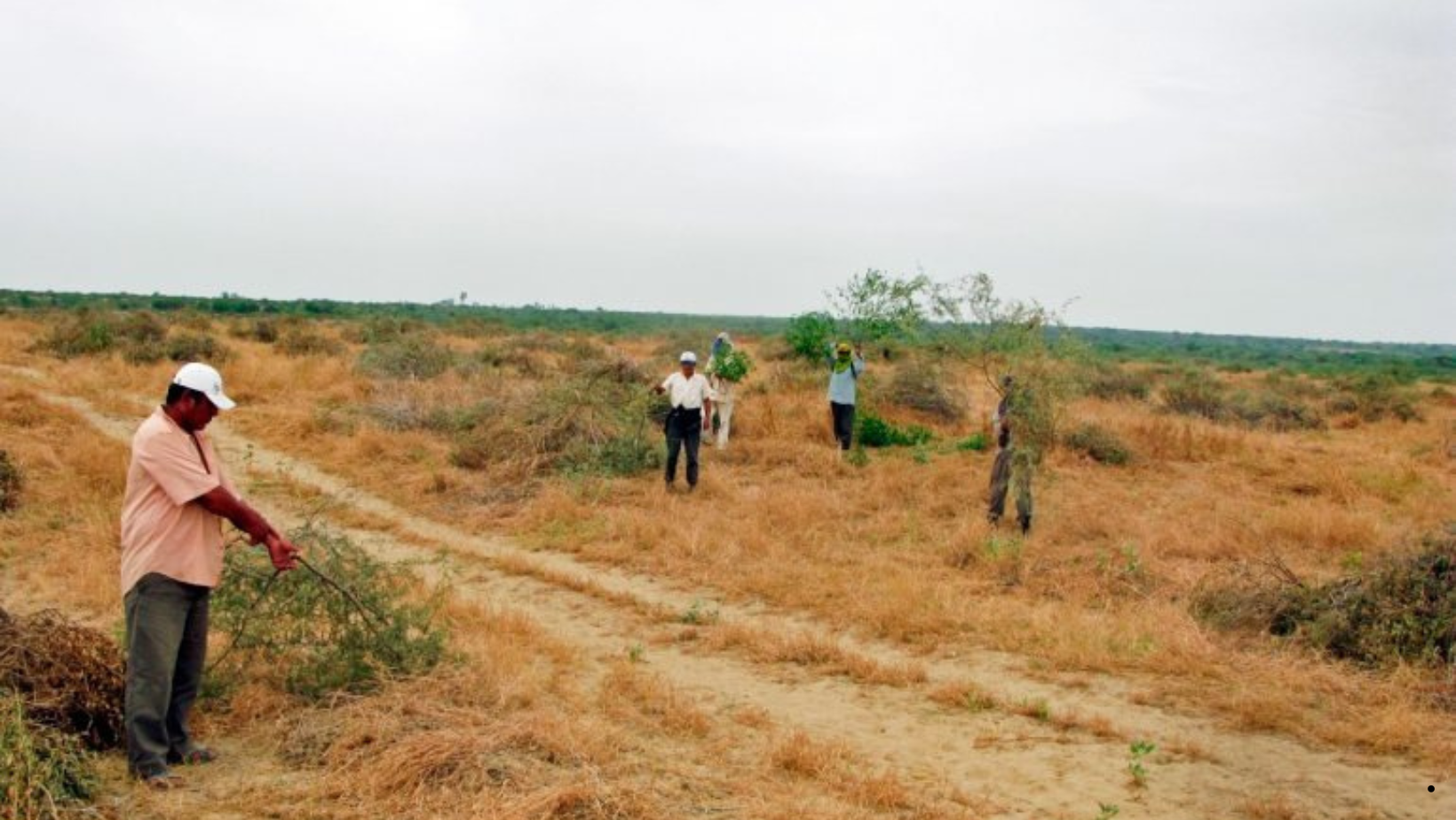 Sequía en Piura genera pérdidas por S/ 82 millones