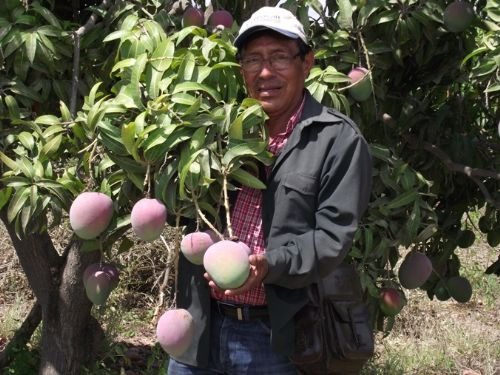 Piura: Seguro agrícola catastrófico cubrirá más de 240,000 hectáreas