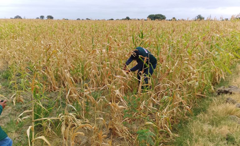 Piura: Activarán seguro agrícola catastrófico ante daños por sequía y fusarium en el banano