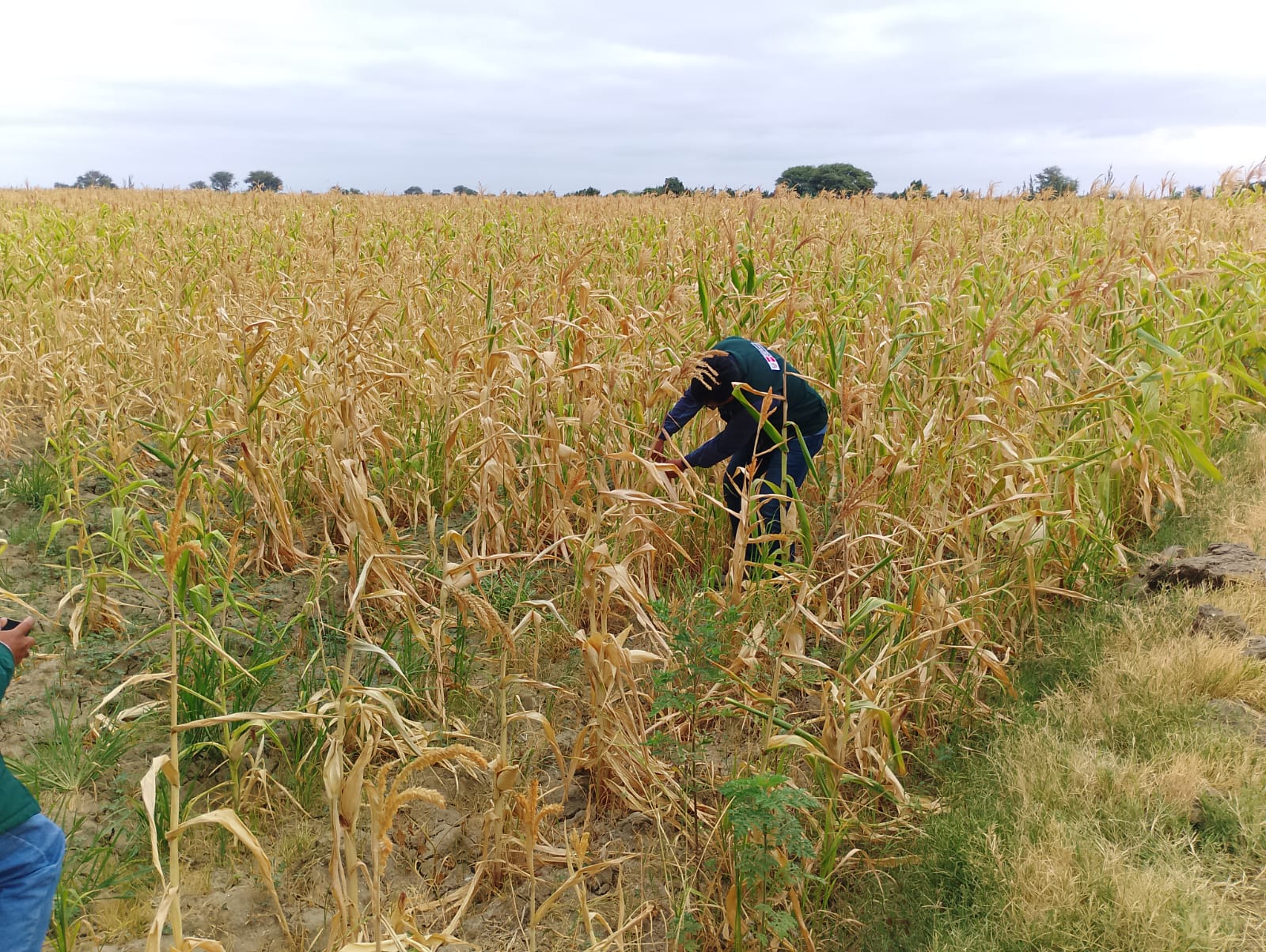 Piura: Activarán seguro agrícola catastrófico ante daños por sequía y fusarium en el banano