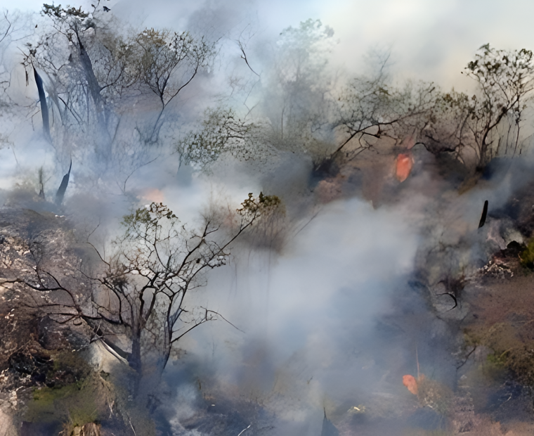 Piura: Incendios forestales devastan bosques y cultivos