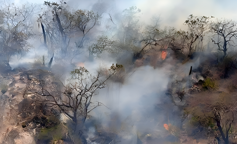 Piura: Incendios forestales devastan bosques y cultivos