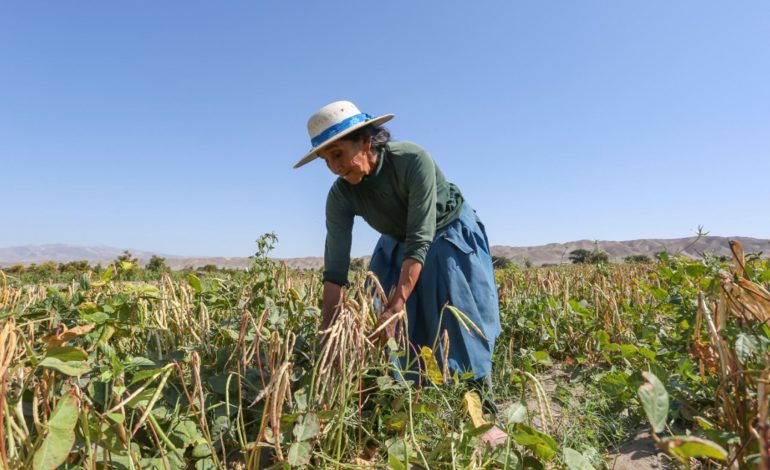 Piura: Agricultores recibirán indemnizaciones de S/800 por crisis hídrica y plagas