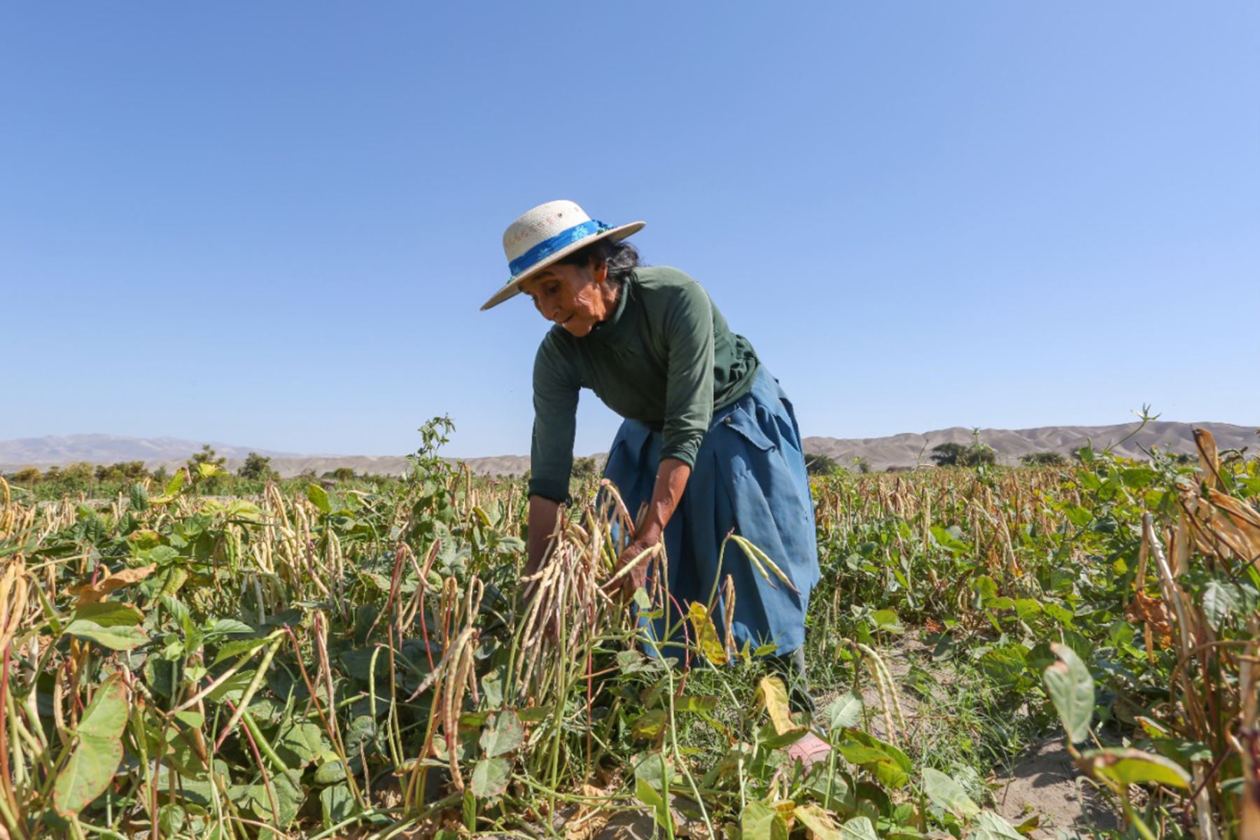 Piura: Agricultores recibirán indemnizaciones de S/800 por crisis hídrica y plagas
