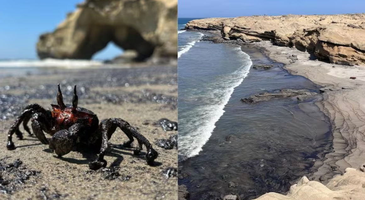 Piura: Derrame de petróleo afecta playas de Lobitos