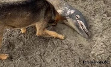 ¡Lamentable! Encuentran delfines muertos a orillas de la playa de Lobitos