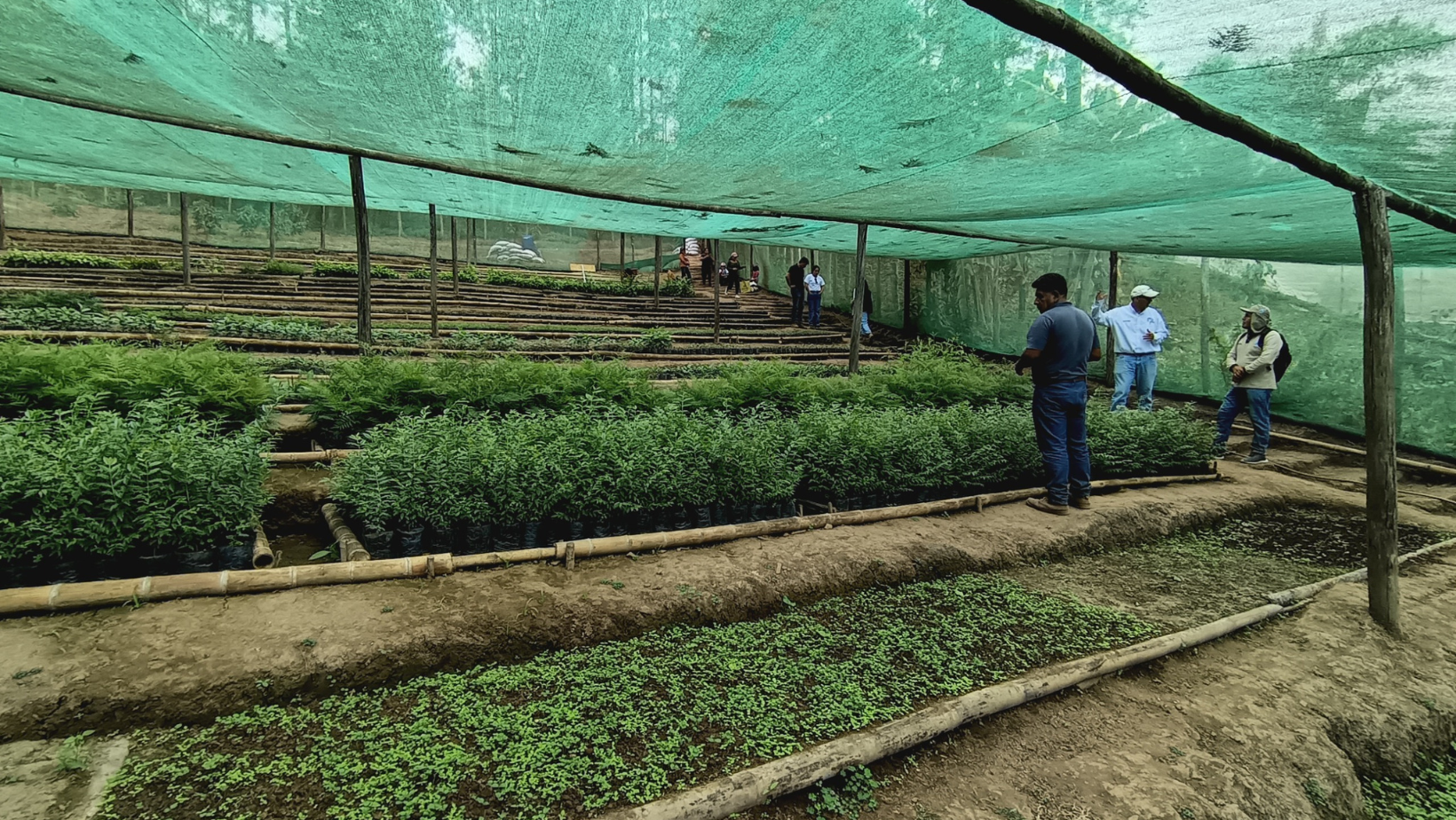 Vivero Maraypampa impulsa reforestación y empleo en Canchaque