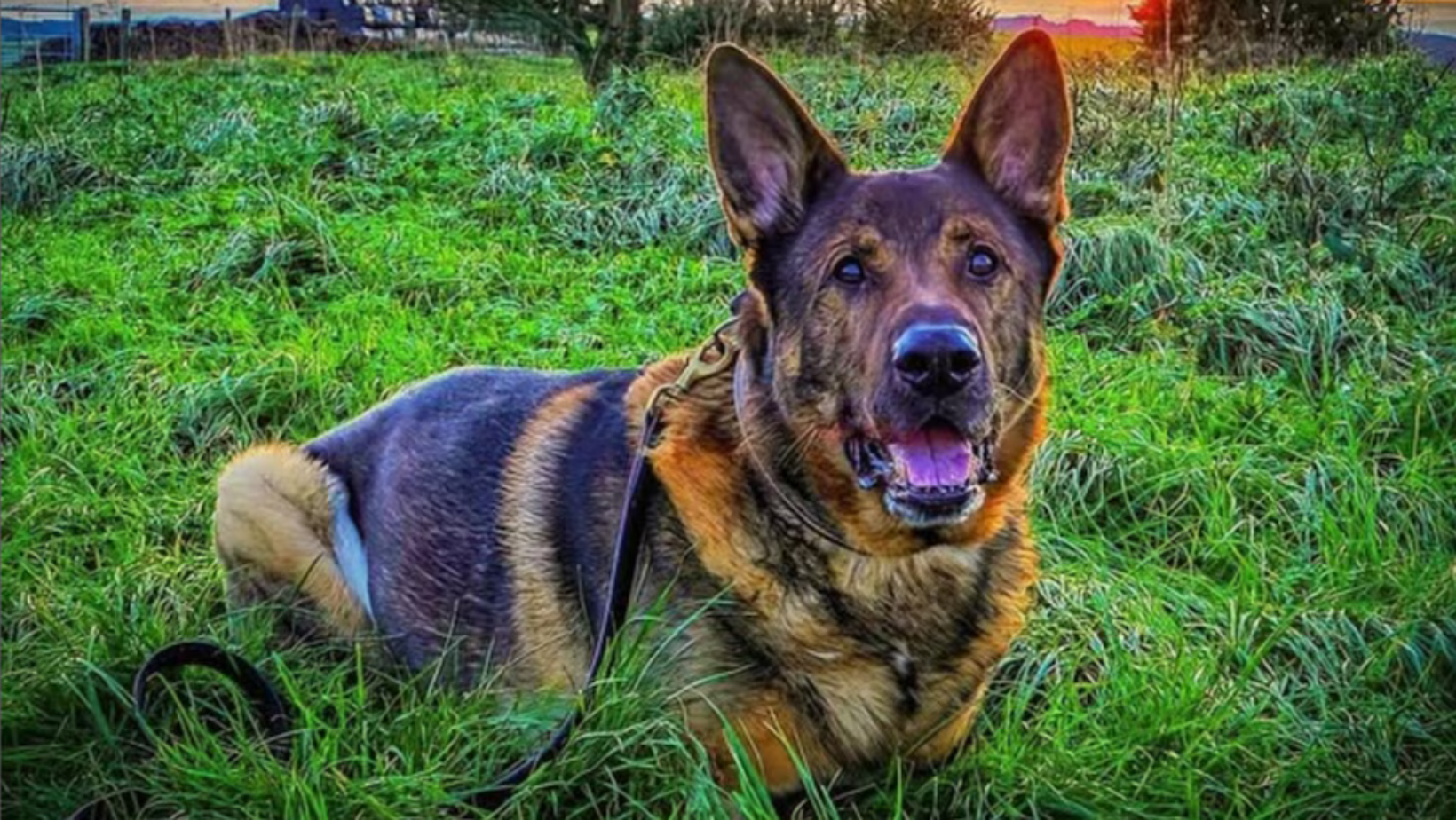 Contraloría revela desaparición de caballos y perros en la PNP