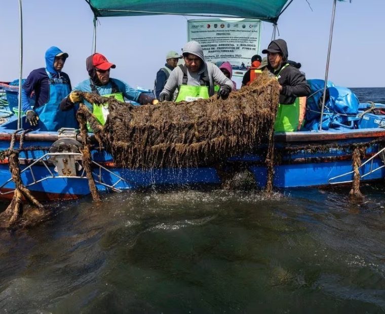 PRODUCE autoriza extracción de concha de abanico en la isla Lobos de Tierra