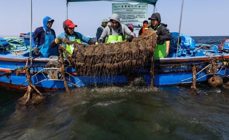 PRODUCE autoriza extracción de concha de abanico en la isla Lobos de Tierra