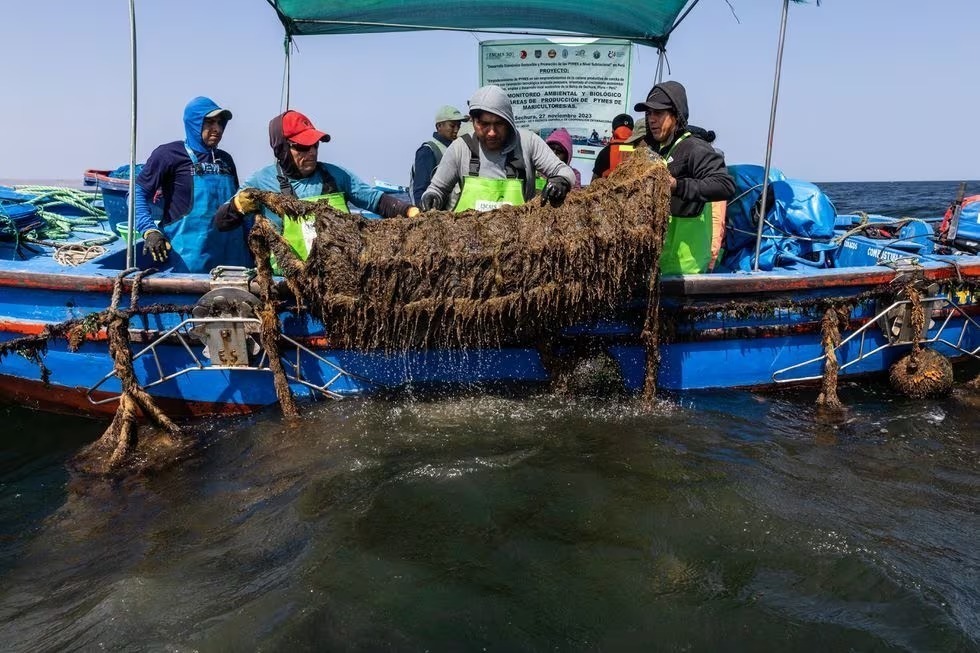 PRODUCE autoriza extracción de concha de abanico en la isla Lobos de Tierra