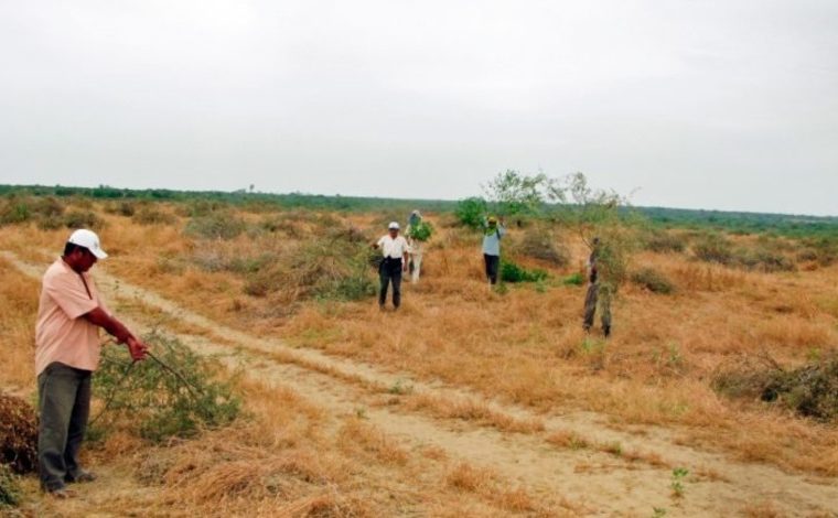 Piura: Pérdidas agrícolas por sequía podrían exceder los S/ 1.3 millones