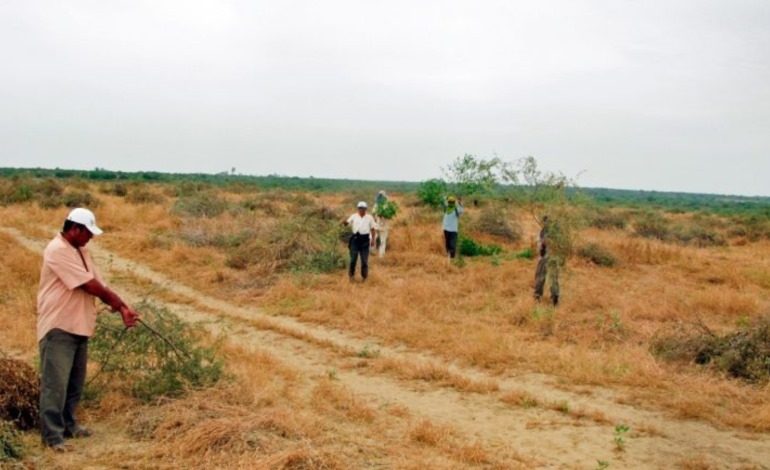 Piura: Pérdidas agrícolas por sequía podrían exceder los S/ 1.3 millones