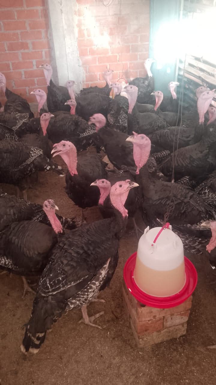 Piura: Comerciantes ofrecen pavos vivos desde los 150 hasta los 300 soles