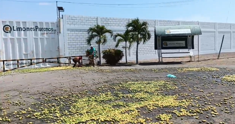 Piura: Agricultores arrojan limón en frontis de agroexportadoras por bajo costo