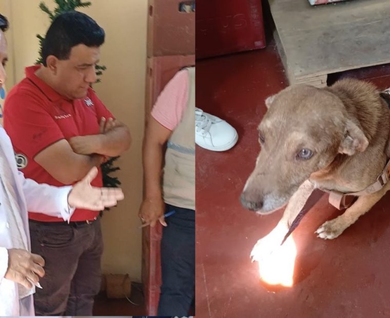 Municipio de Piura sanciona y planea denuncia penal por agresión a perrito