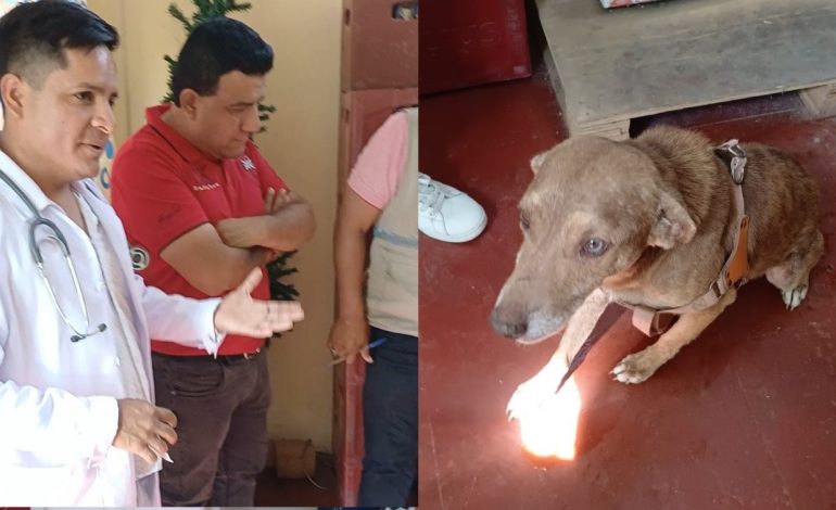 Municipio de Piura sanciona y planea denuncia penal por agresión a perrito